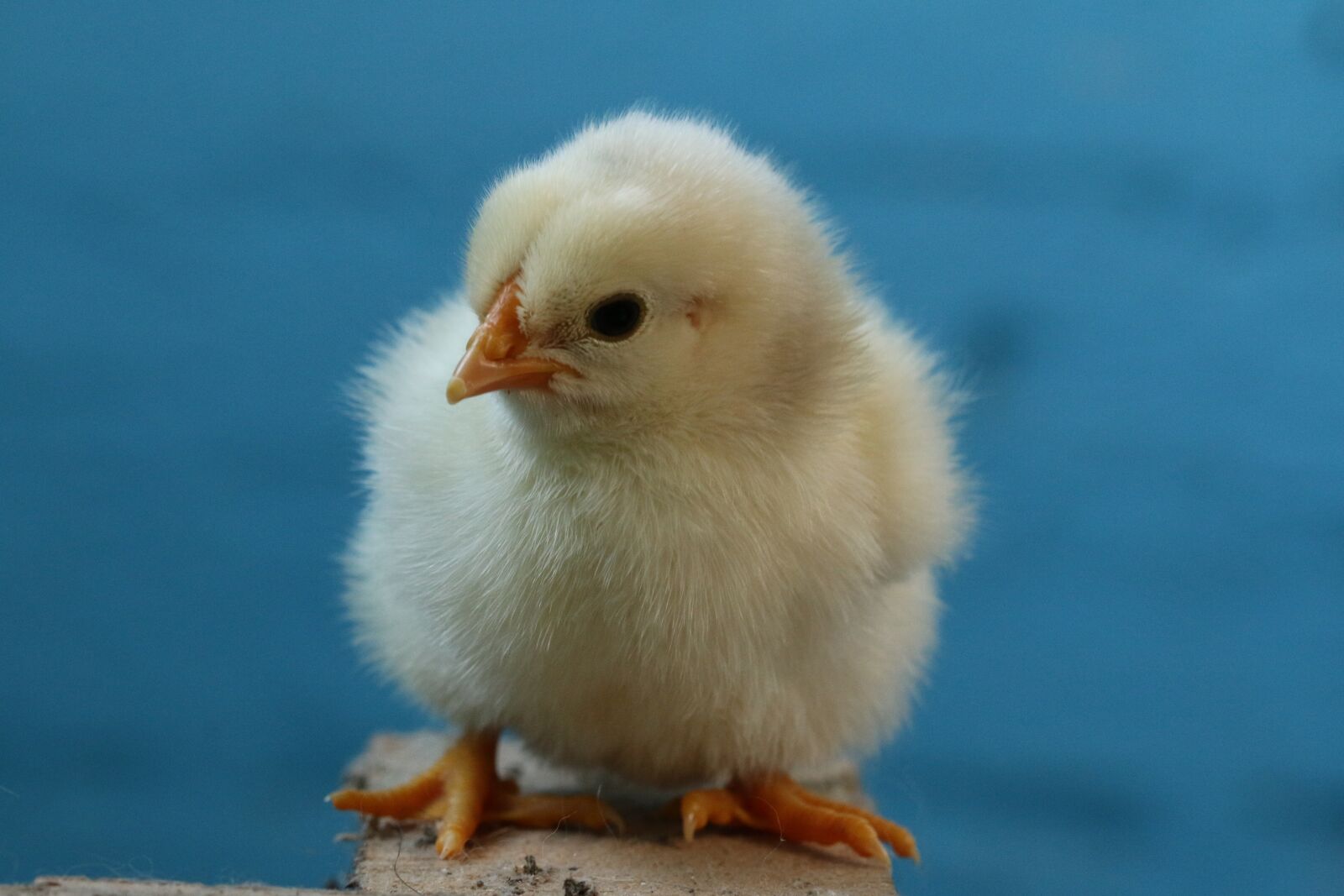 Canon EOS 70D sample photo. Birds, poultry, easter photography