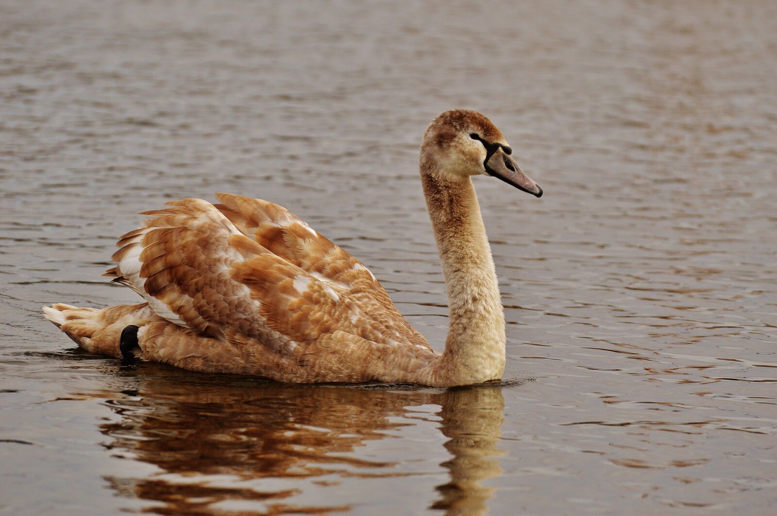 Nikon D3200 sample photo. Swan, water bird, animal photography