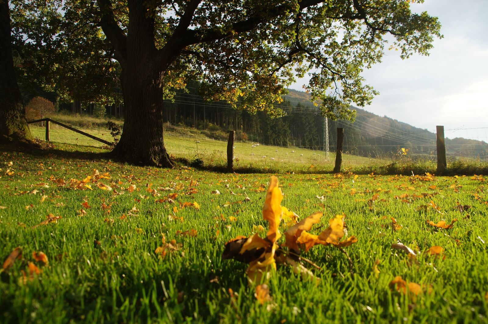 Sony SLT-A57 sample photo. Oak tree, summer, late photography