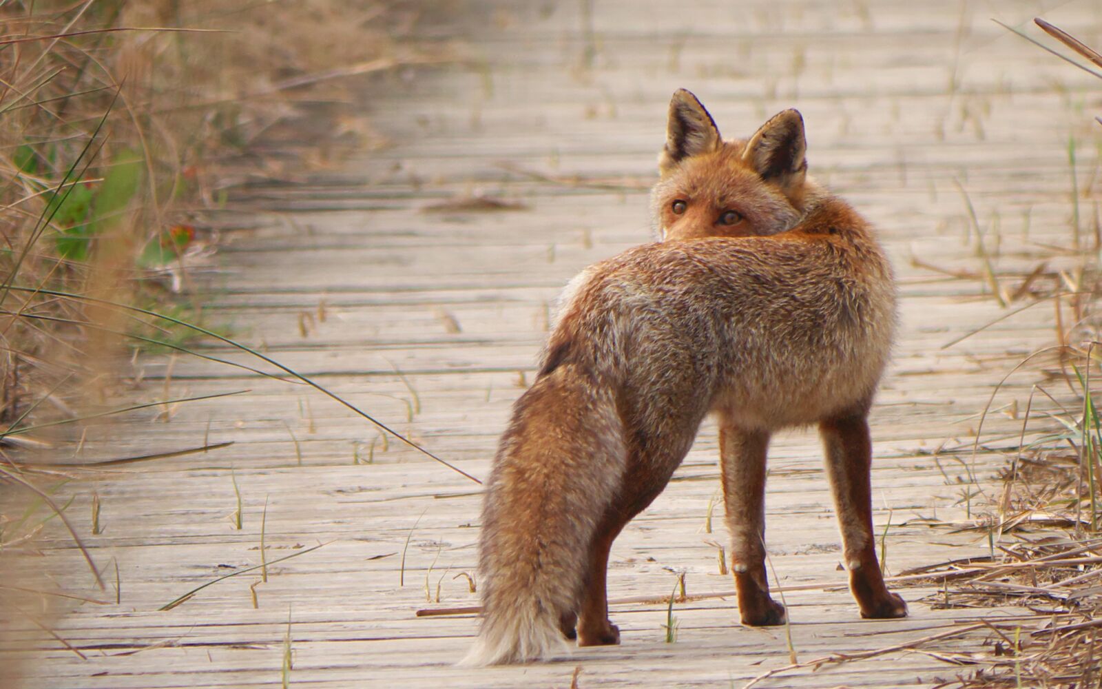 Panasonic Lumix DMC-GX7 sample photo. Fauna, predator, fox photography