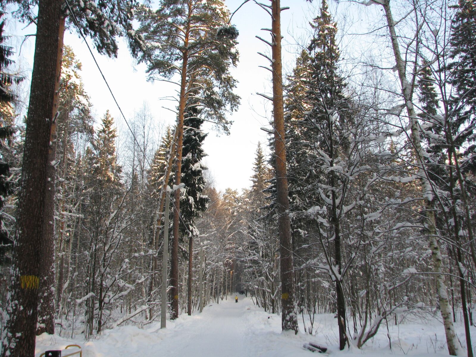 Canon POWERSHOT S5 IS sample photo. Forest, winter, sky photography