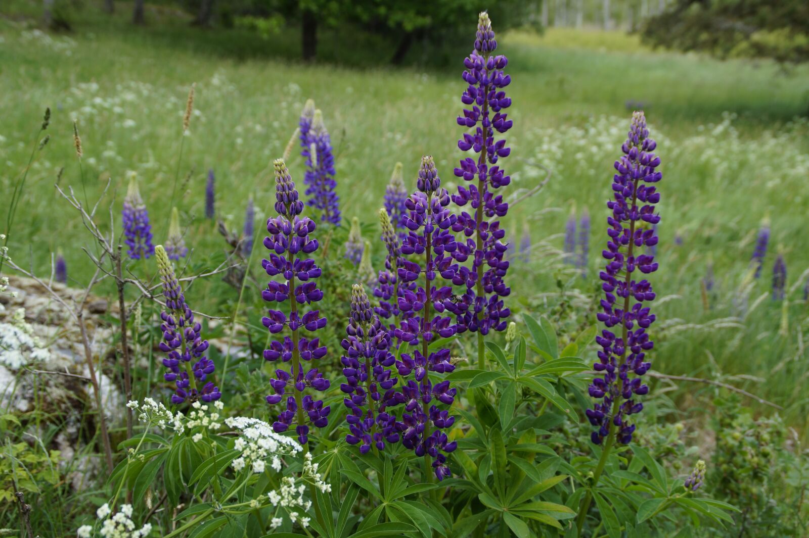 Sony SLT-A58 sample photo. Lupins, meadow, summer photography