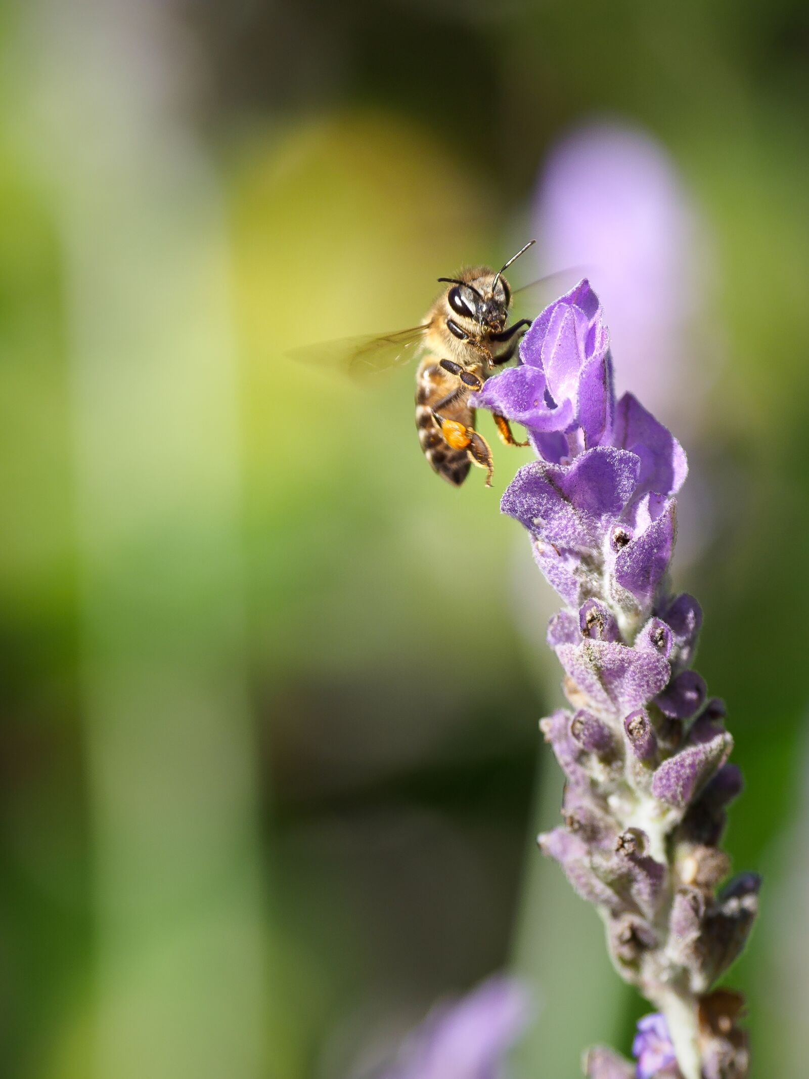 Olympus M.Zuiko Digital ED 12-100mm F4.0 IS Pro sample photo. Bee, flower, insect photography