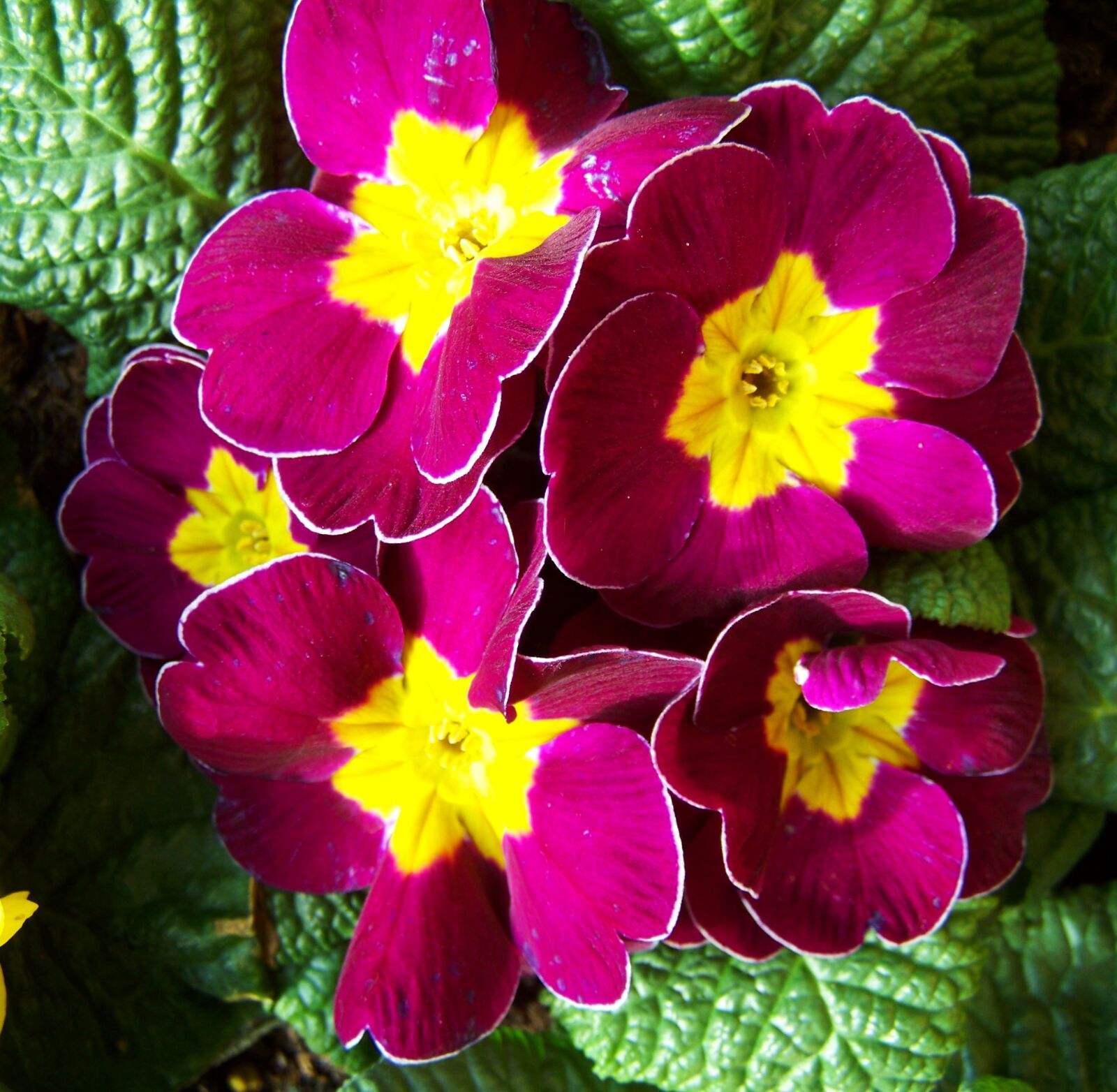 Kodak EASYSHARE ZD710 ZOOM DIGITAL CAMERA sample photo. Primrose, spring flower, bishop's photography
