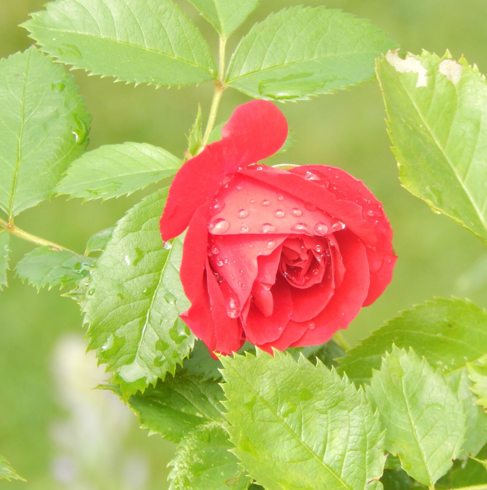 Nikon Coolpix L820 sample photo. Rose, flower, rosa photography