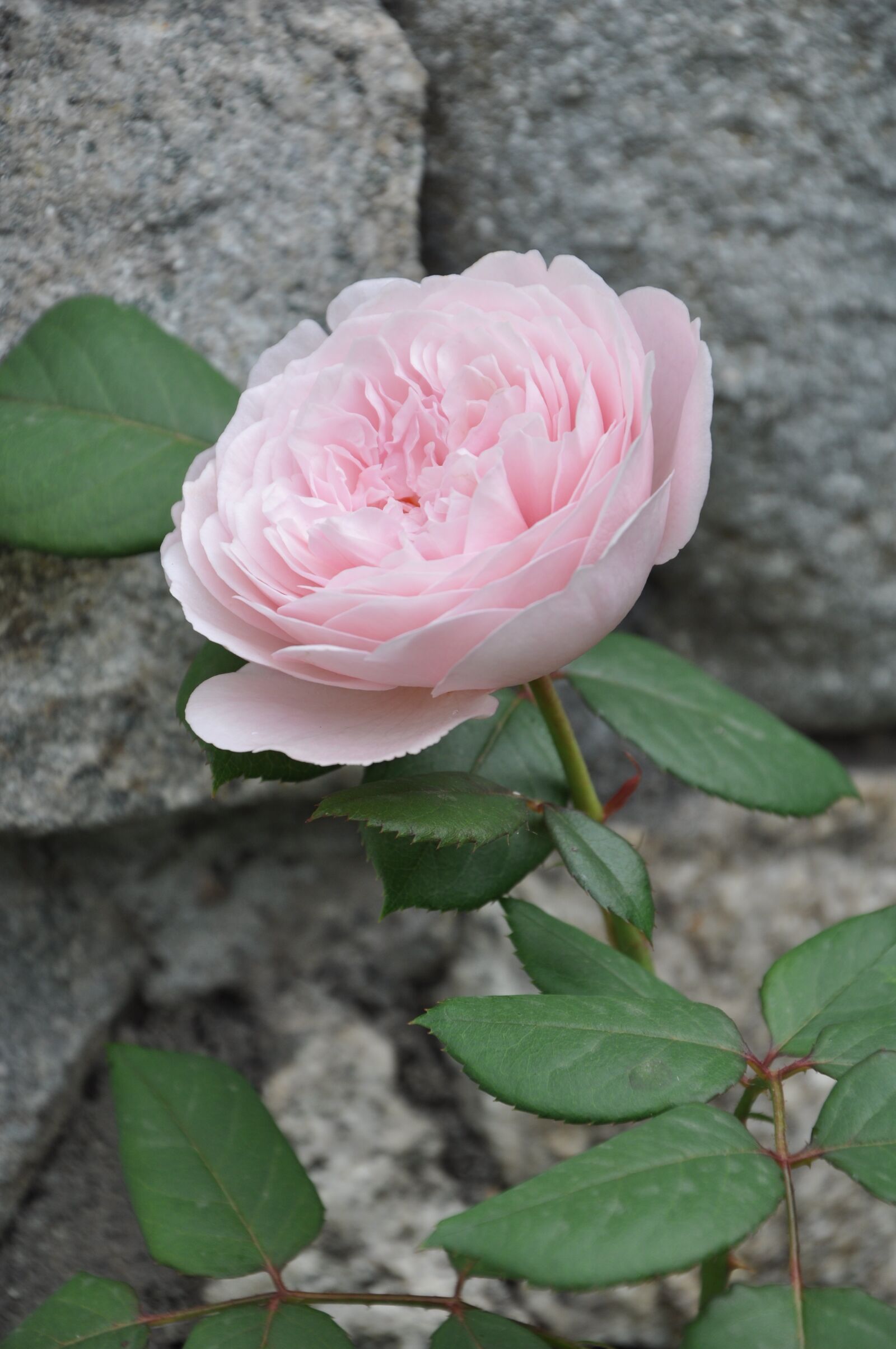 Nikon D90 sample photo. Rose, pink, wall photography