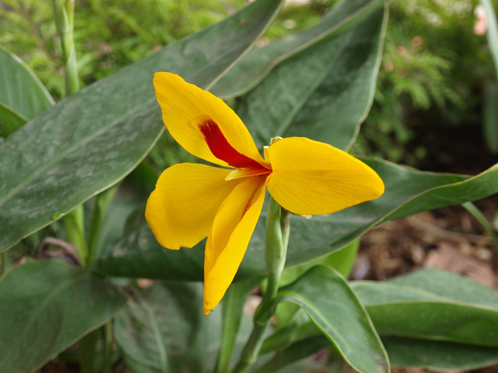 Olympus E-520 (EVOLT E-520) sample photo. Canna lily, yellow, garden photography
