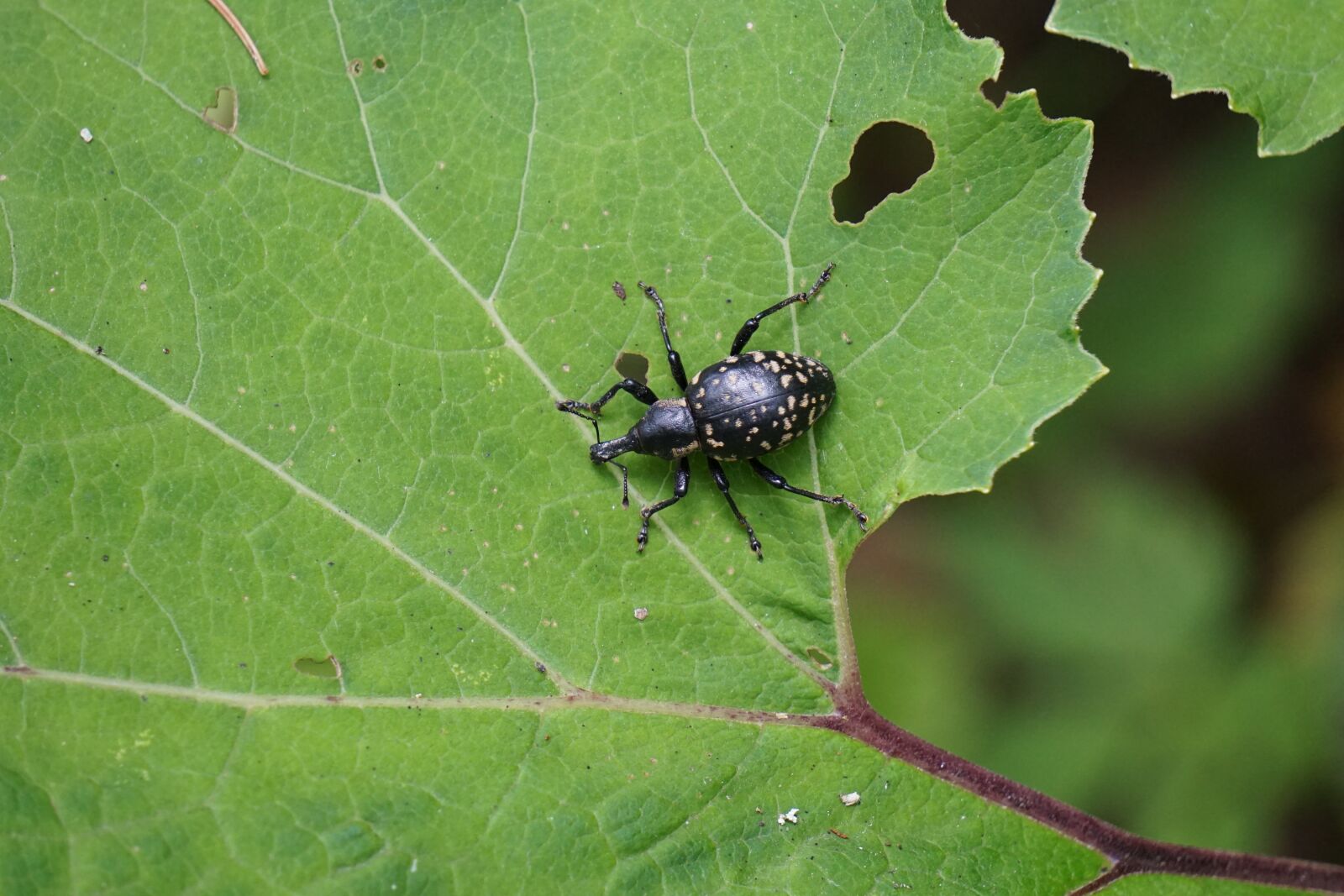 Sony E 55-210mm F4.5-6.3 OSS sample photo. Weevils, beetle, proboscis photography