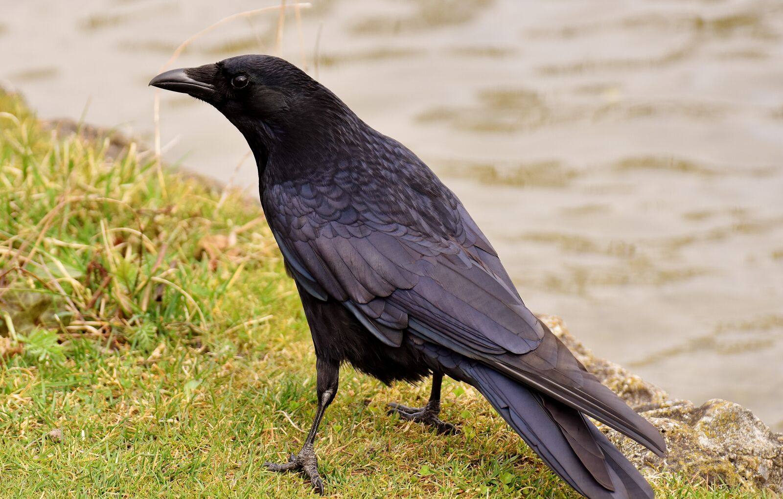 Nikon D7200 sample photo. Common raven, raven, raven photography