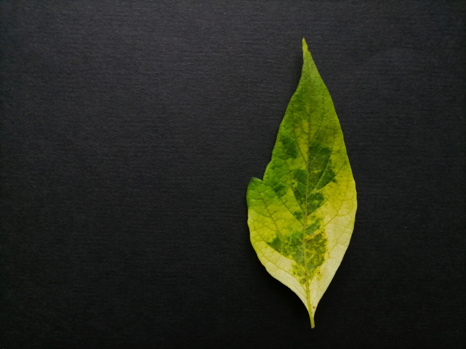 HUAWEI ART-L29 sample photo. Black background, green leaf photography