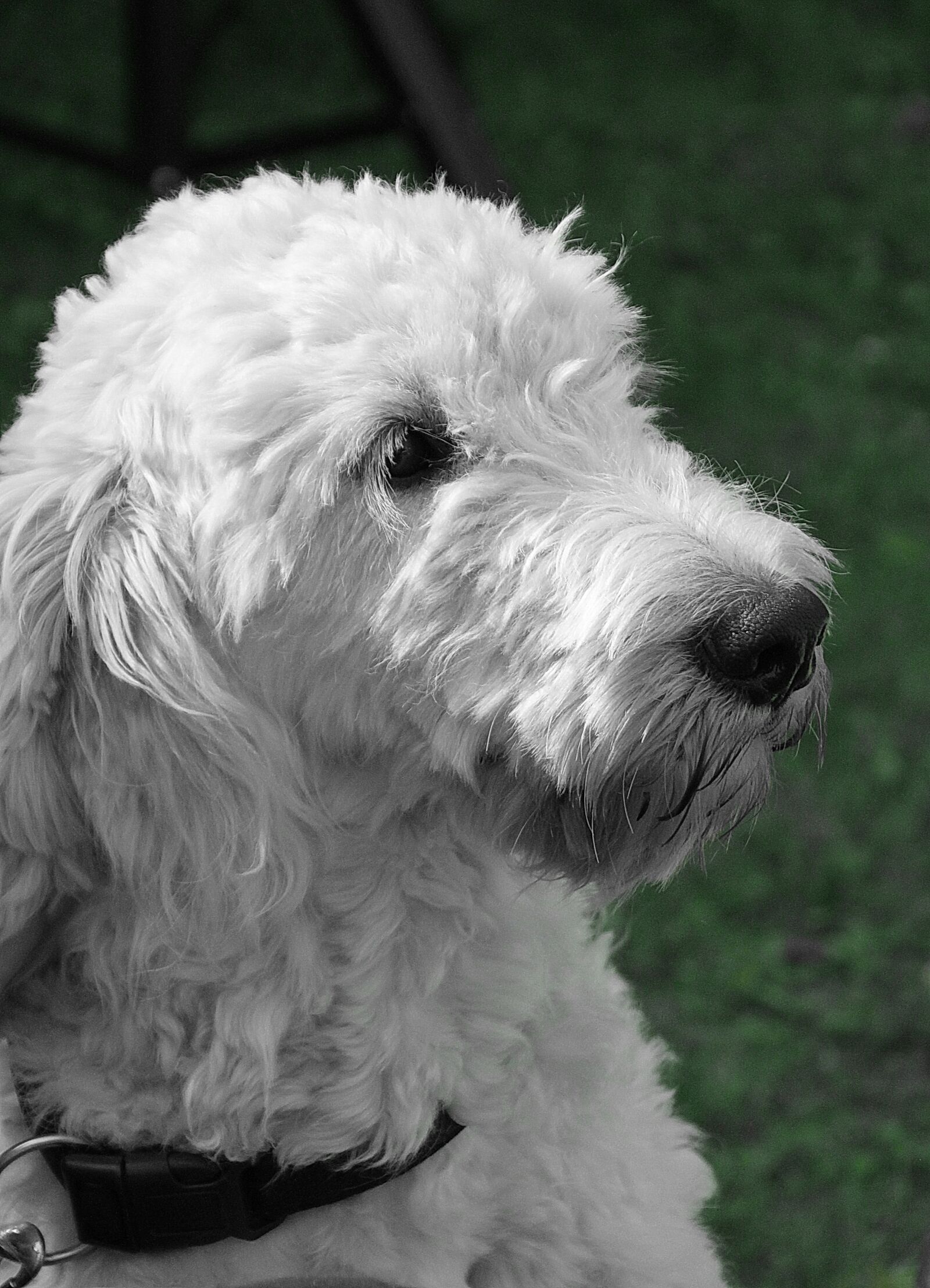 Canon EOS 550D (EOS Rebel T2i / EOS Kiss X4) sample photo. Dog, white, animal photography