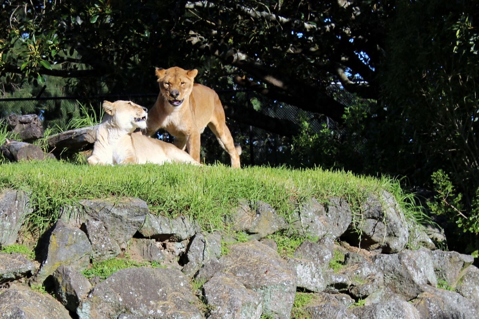 Canon EOS 600D (Rebel EOS T3i / EOS Kiss X5) sample photo. Lion, lions couple, zoo photography