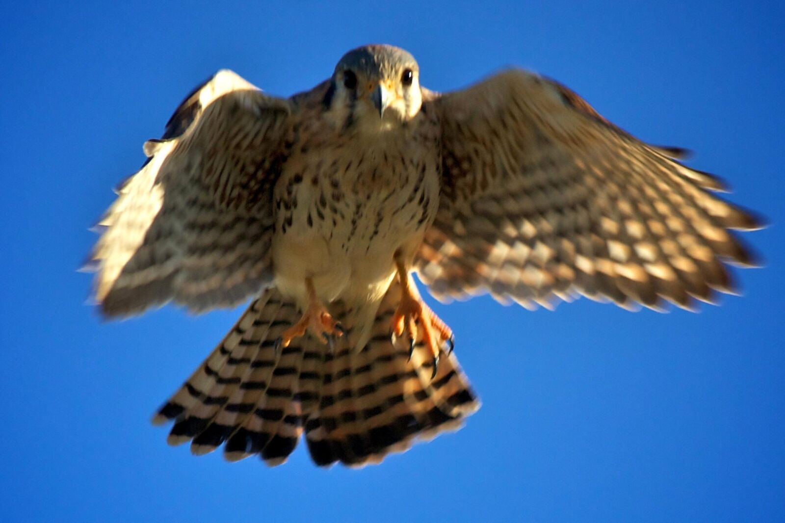 Canon EOS 50D sample photo. American, kestrel, falco, sparverius photography