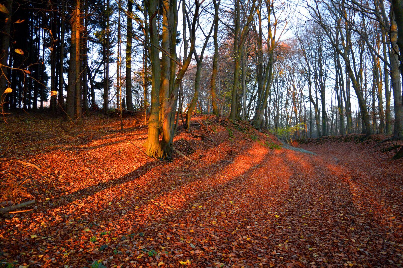 Nikon D3200 sample photo. Autumn, forest, leaves photography