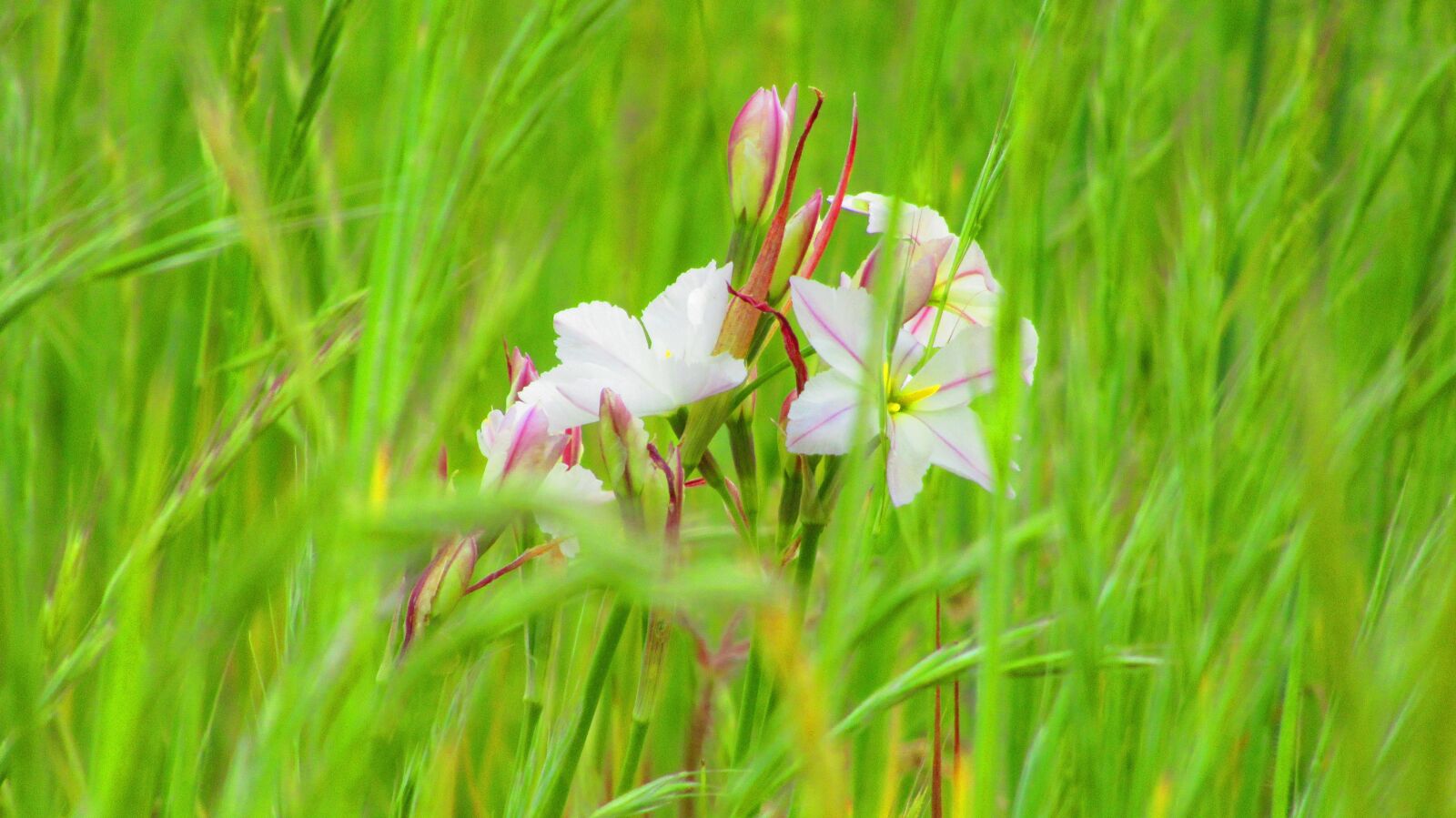 Canon PowerShot SX620 HS sample photo. Flower, green, white photography