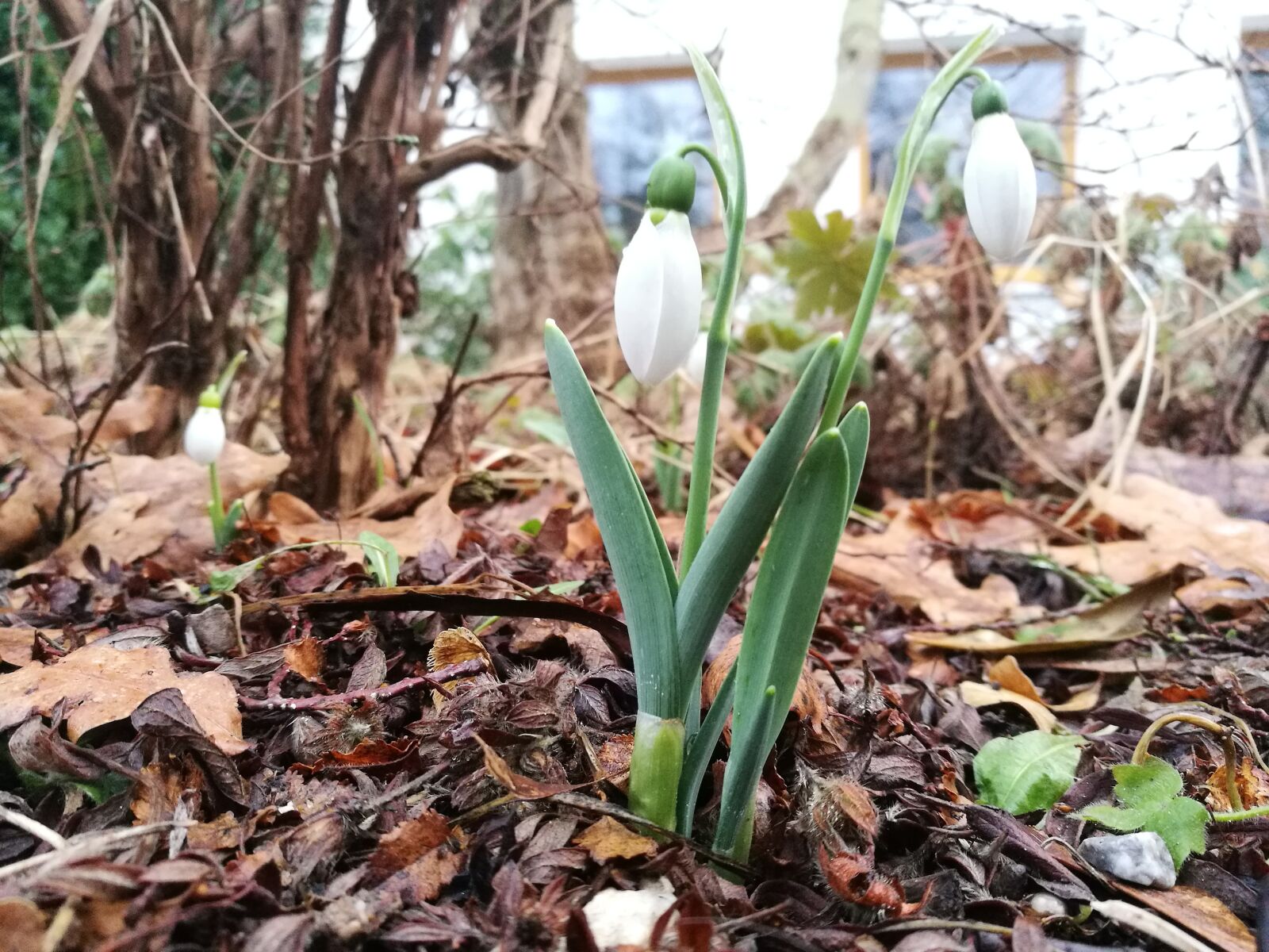 HUAWEI P9 sample photo. Forest, march 8, spring photography