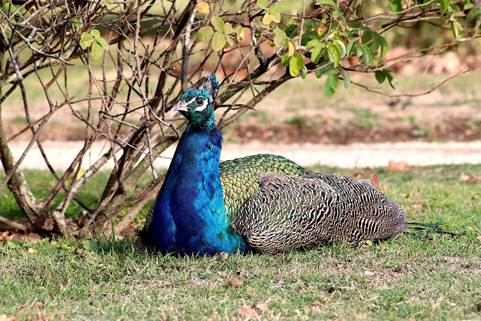 Canon EOS 800D (EOS Rebel T7i / EOS Kiss X9i) sample photo. Peacock, chicken, birds photography