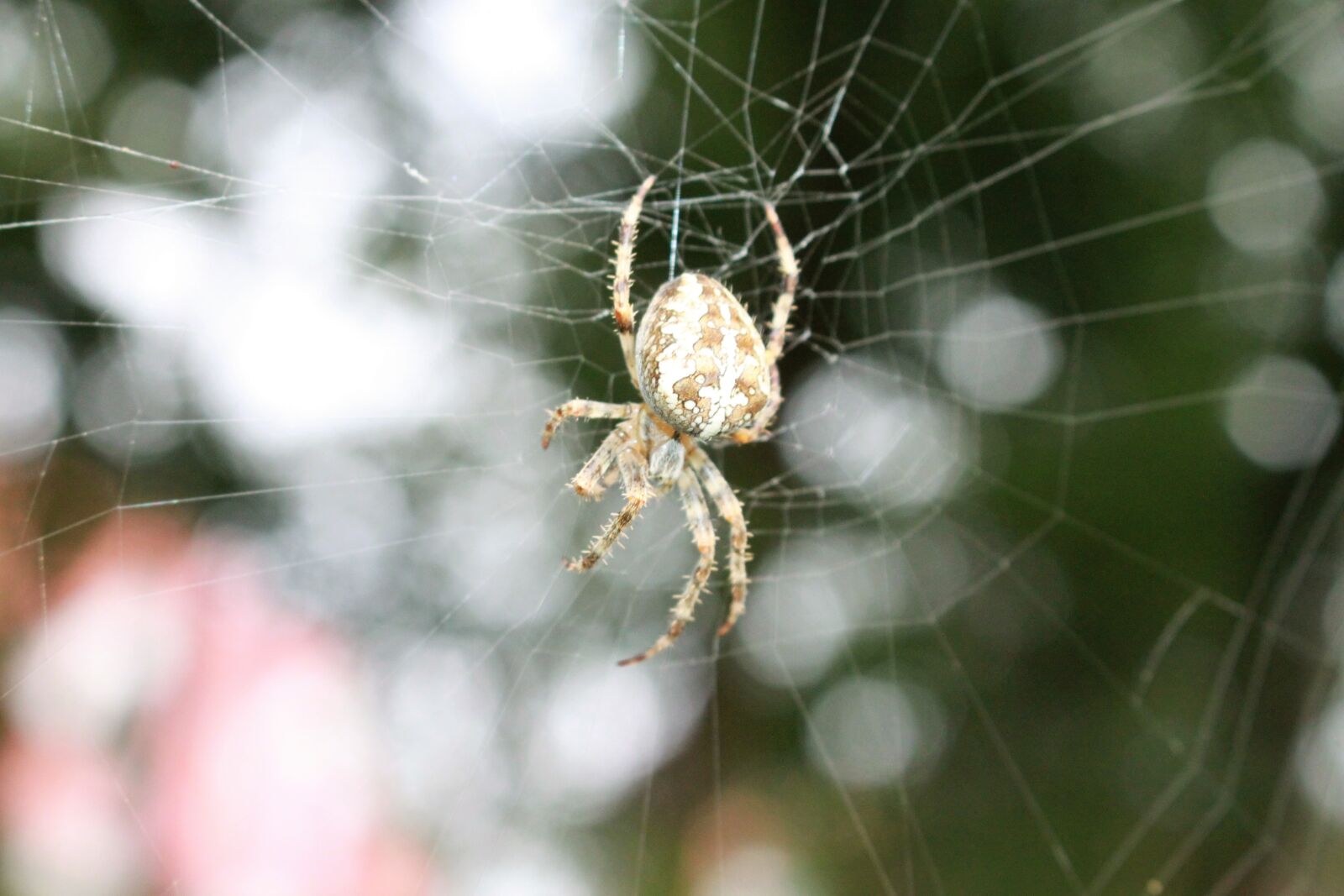 Canon EOS 500D (EOS Rebel T1i / EOS Kiss X3) sample photo. Spider, cobweb, insect photography