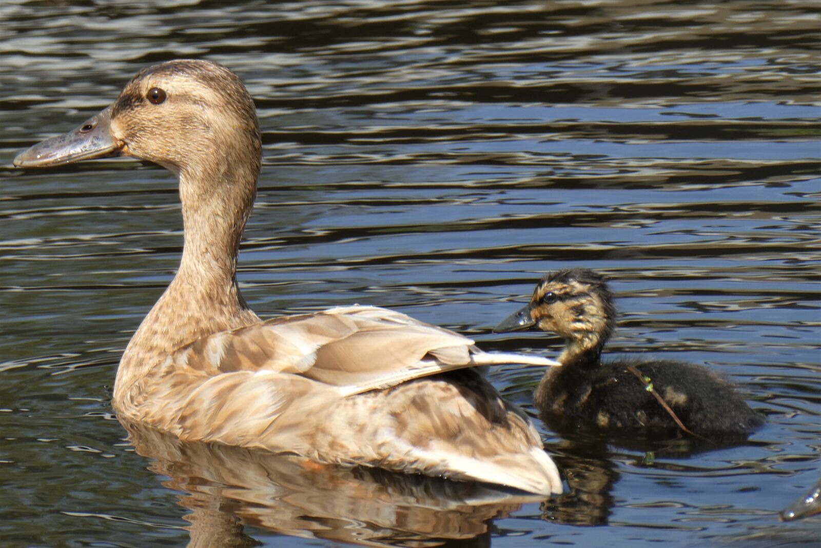 Panasonic Lumix DC-ZS70 (Lumix DC-TZ90) sample photo. Duckling, chick, cute photography