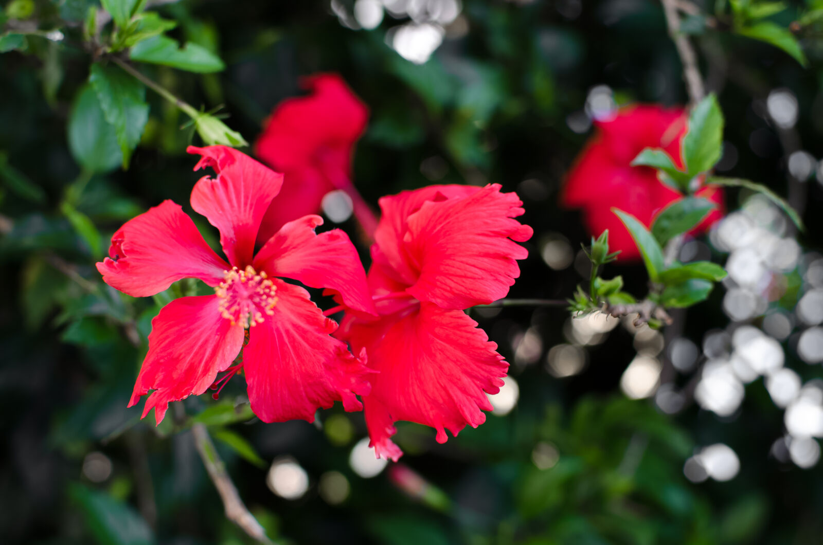 Nikon AF-S DX Nikkor 35mm F1.8G sample photo. Bokeh, flowers, green, red photography