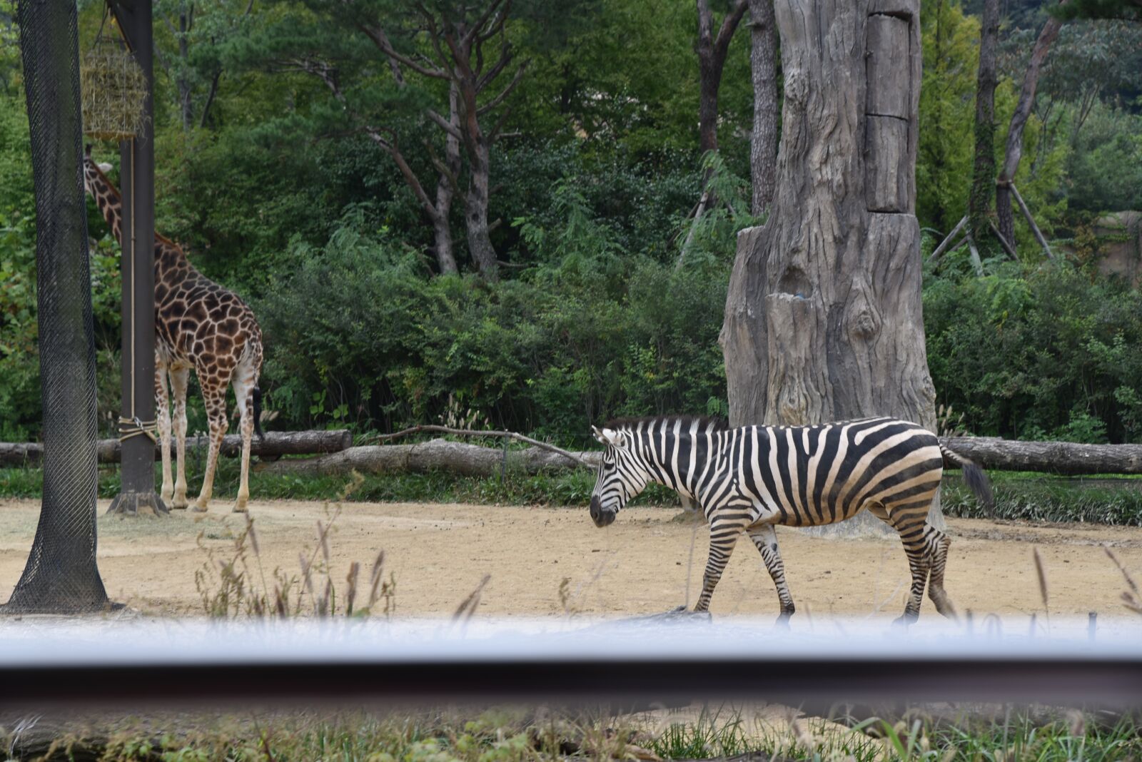 Nikon D750 sample photo. Zebra, giraffe, zoo photography
