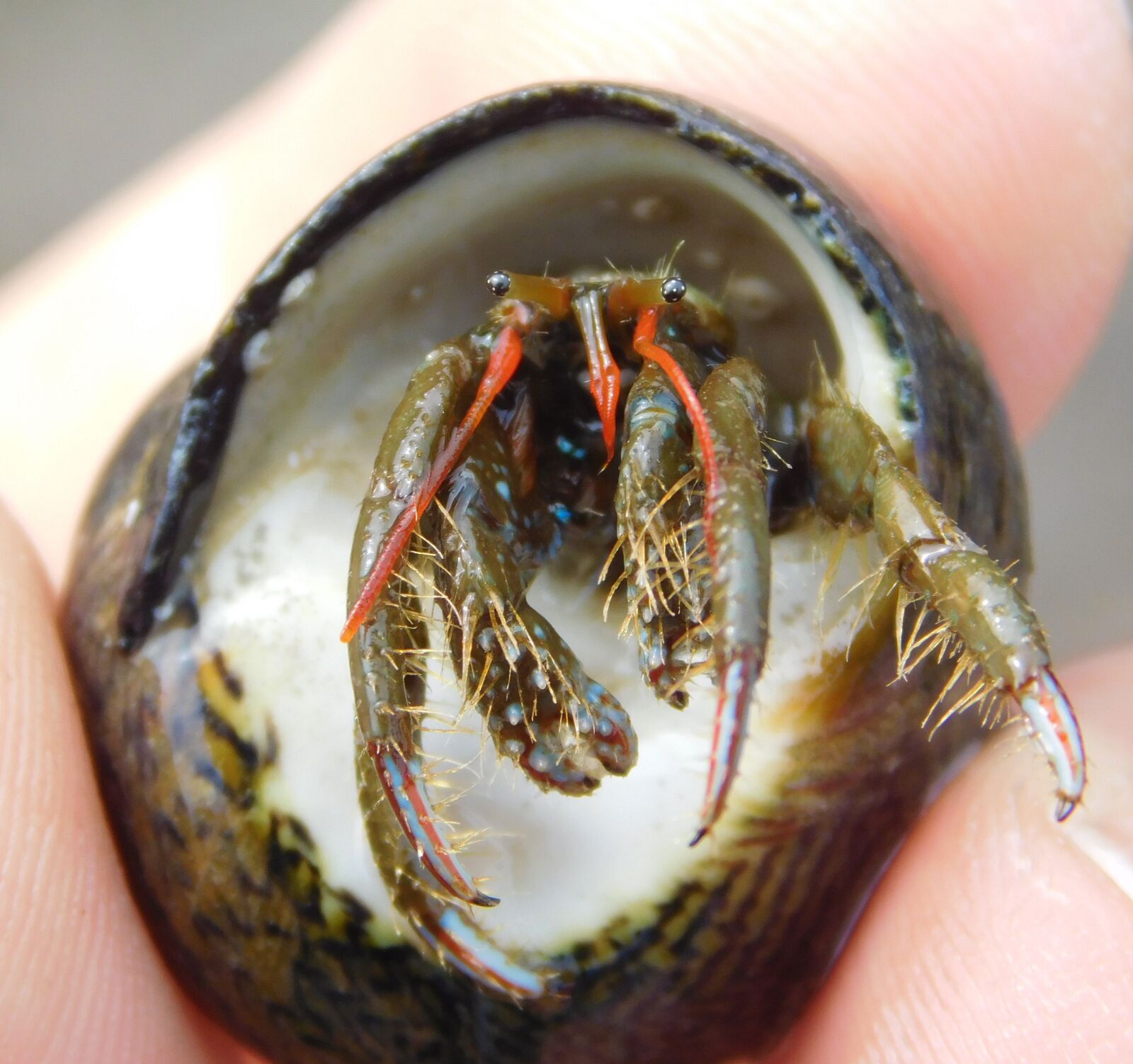 Nikon Coolpix L840 sample photo. Paguroidea, crab, hermit photography