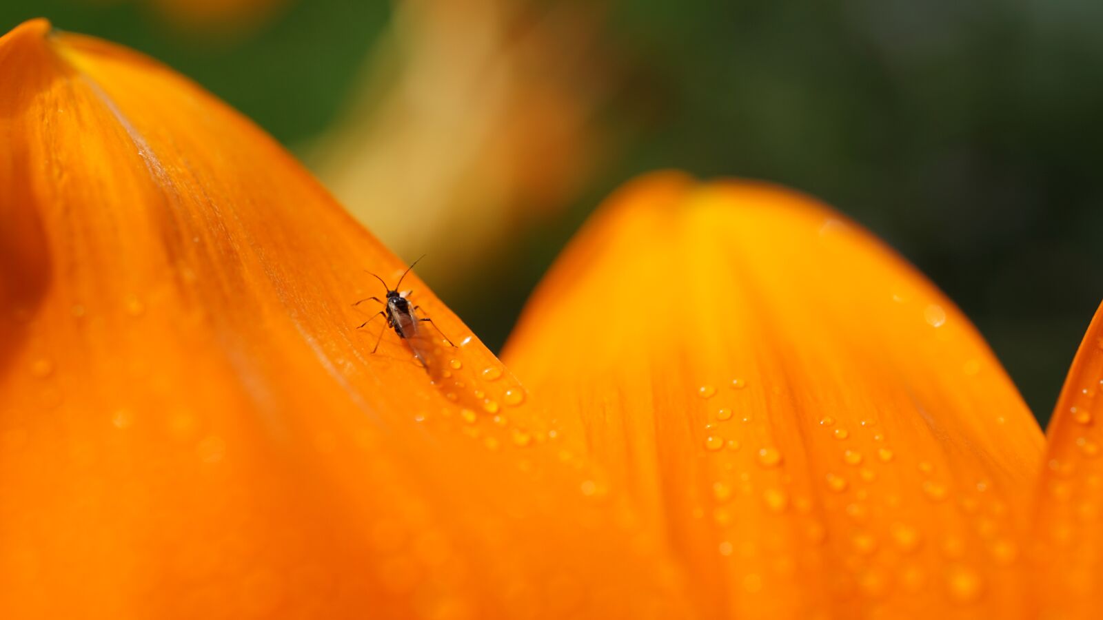 Sony E 30mm F3.5 Macro sample photo. Storm fly, insect, small photography