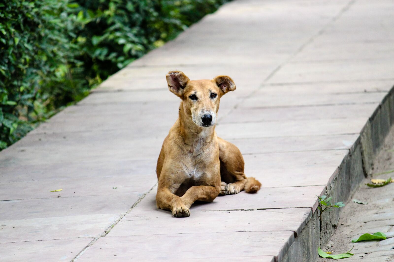 Canon EOS 700D (EOS Rebel T5i / EOS Kiss X7i) sample photo. Stray, dog, footpath photography