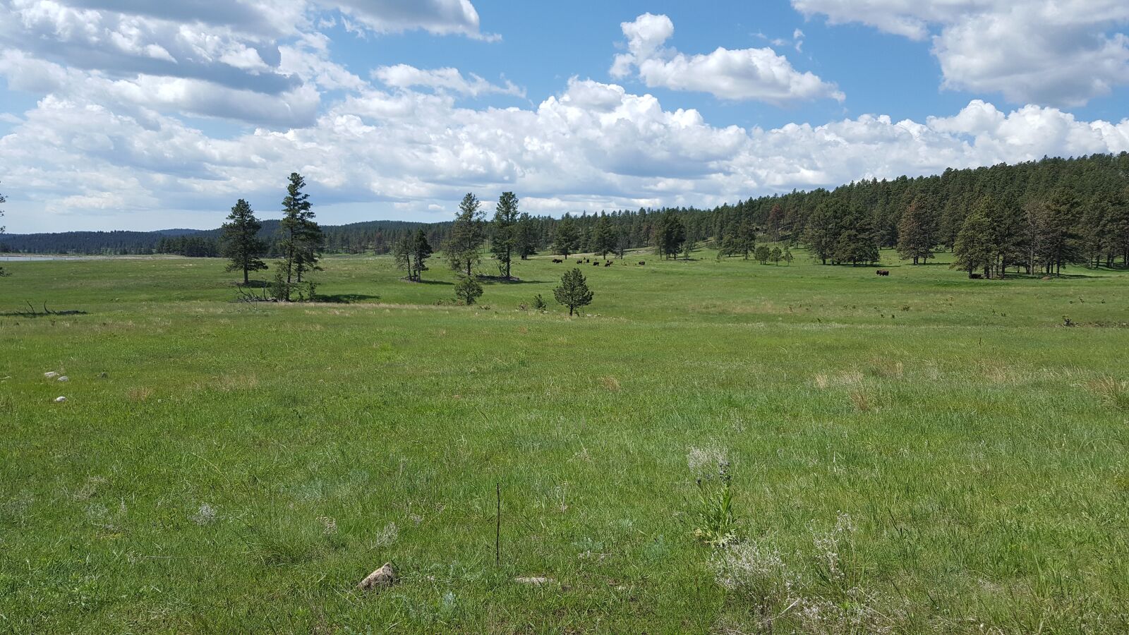 Samsung Galaxy S6 sample photo. Field, meadow, grass photography