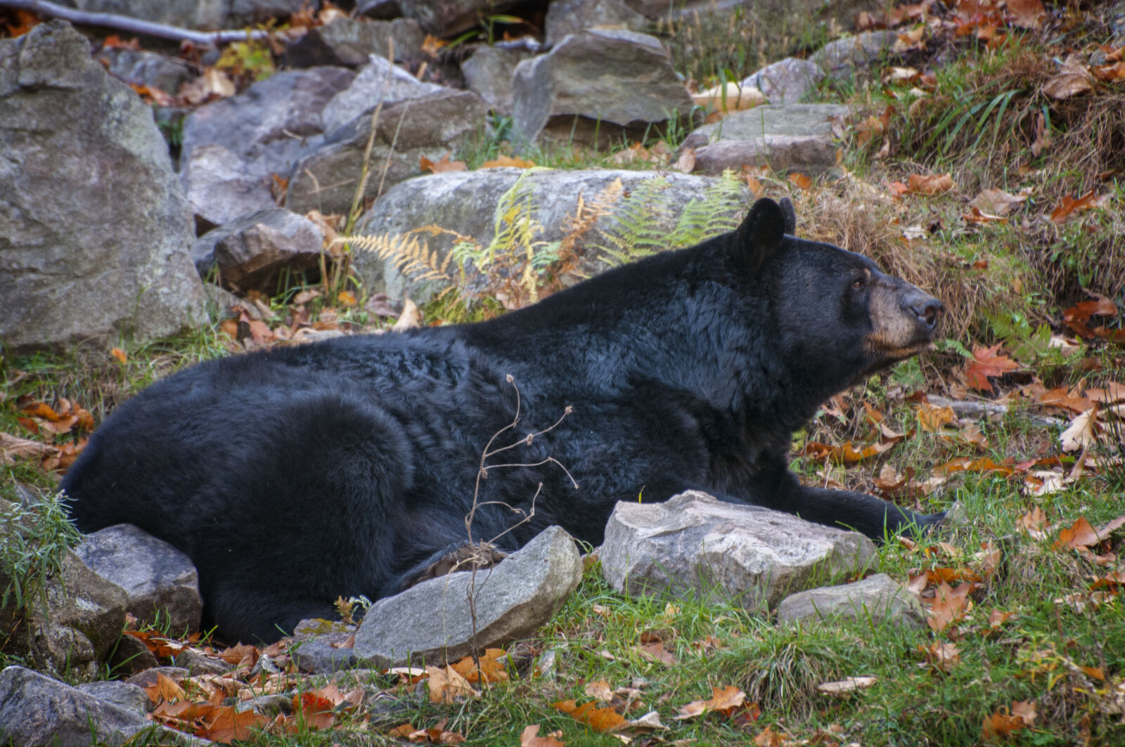 Nikon D300 sample photo. Bear, black, canada, fall photography