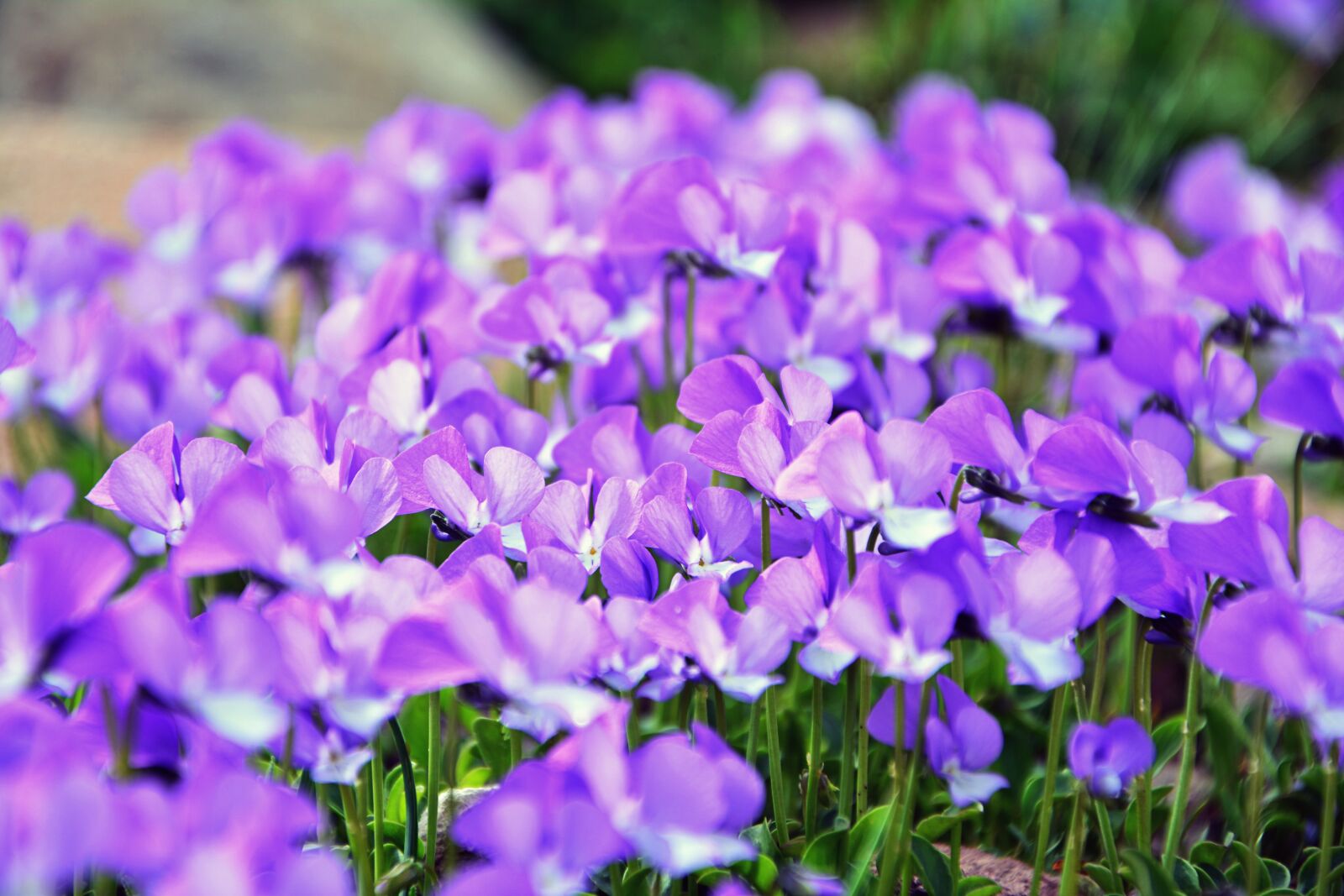 Nikon D7100 sample photo. Mountain violets, nature, flower photography