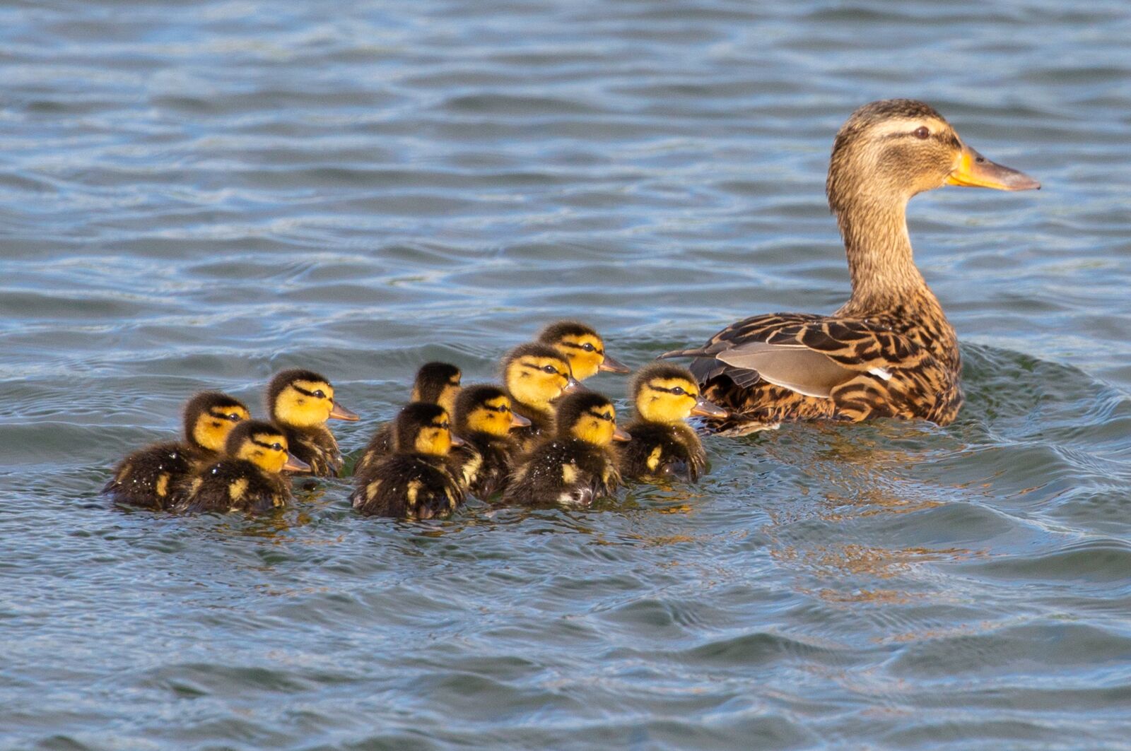 Canon EOS 5D Mark III sample photo. Baby ducks, duckings, mallard photography