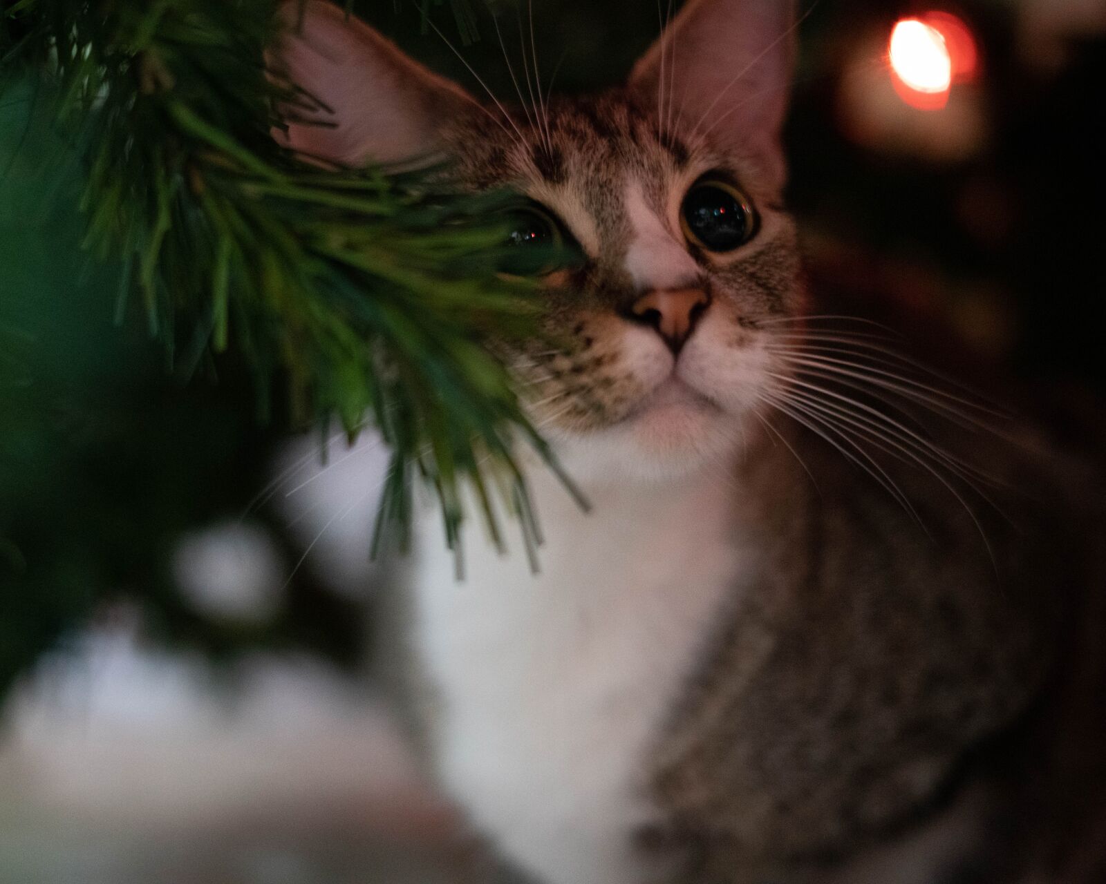 Sony FE 50mm F1.8 sample photo. Cat, kitten, christmas photography
