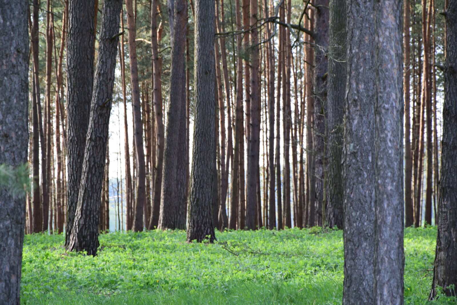 Nikon D3300 sample photo