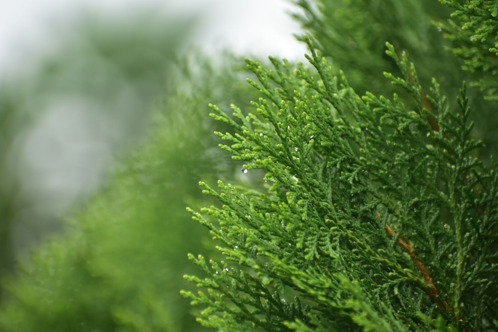 Nikon D3400 sample photo. Foggy, pine, spruce photography