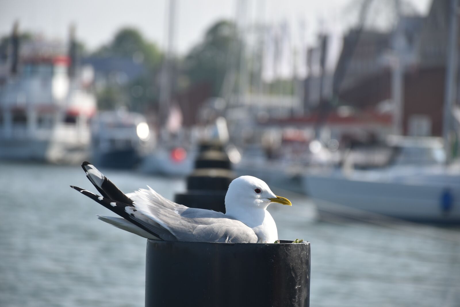 Nikon D5500 sample photo. Seagull, sea, port photography