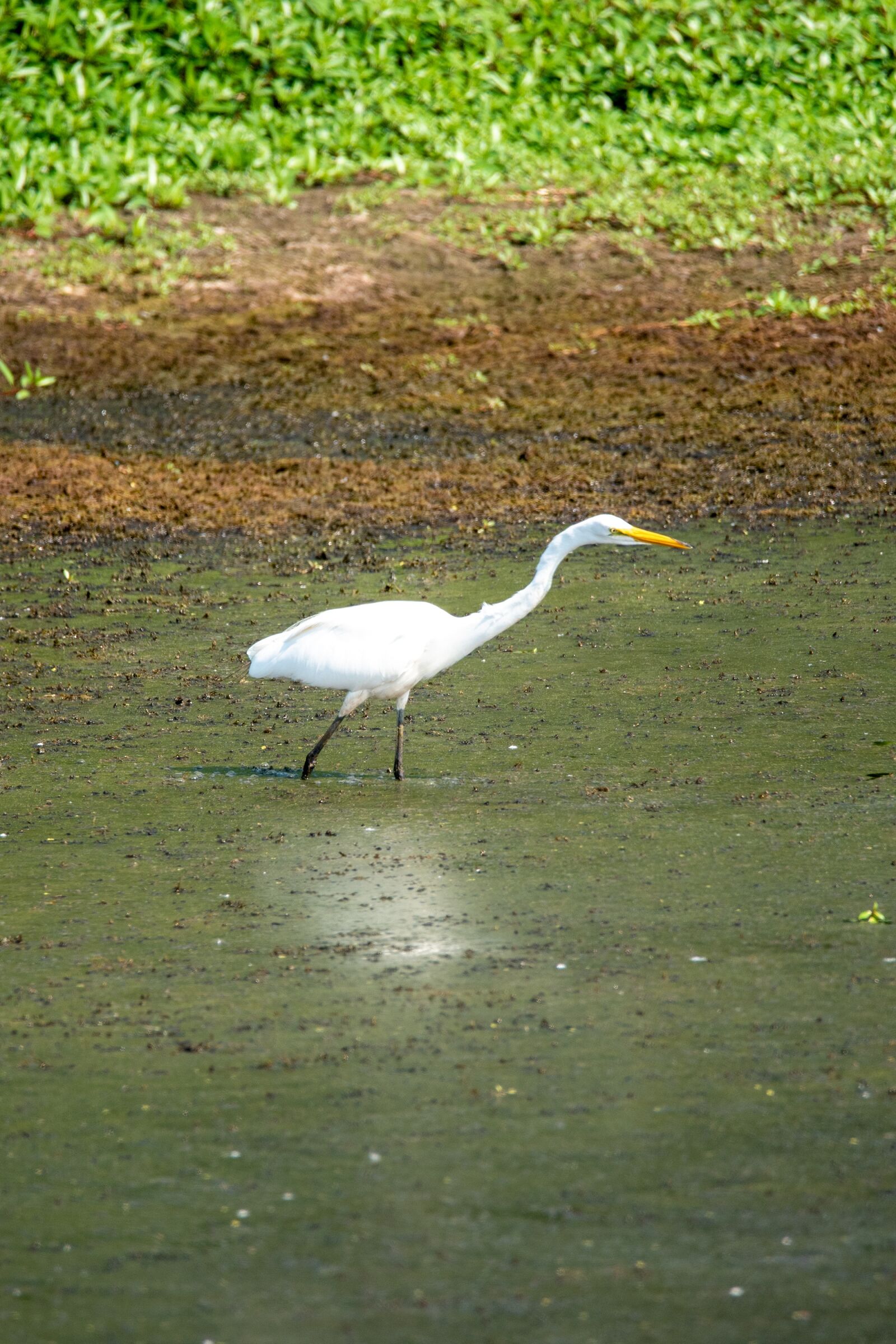 Nikon D750 sample photo. Egret, bird, heron photography
