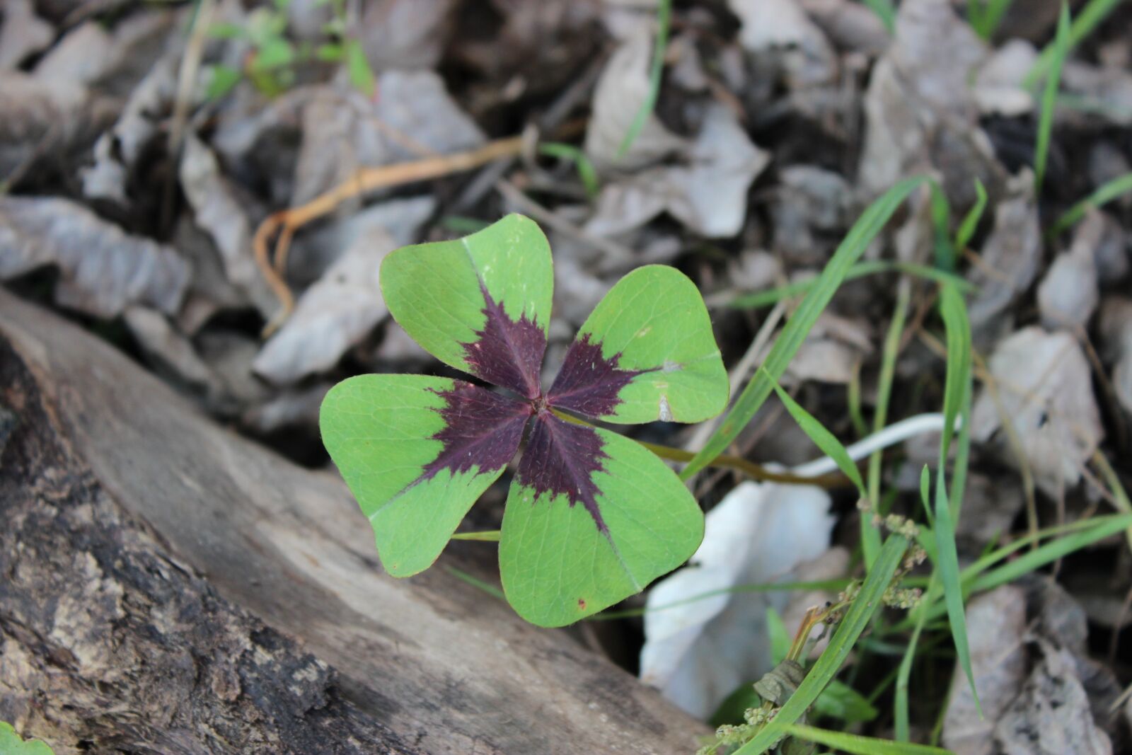 Canon EOS 600D (Rebel EOS T3i / EOS Kiss X5) sample photo. Lucky clover, four leaf photography