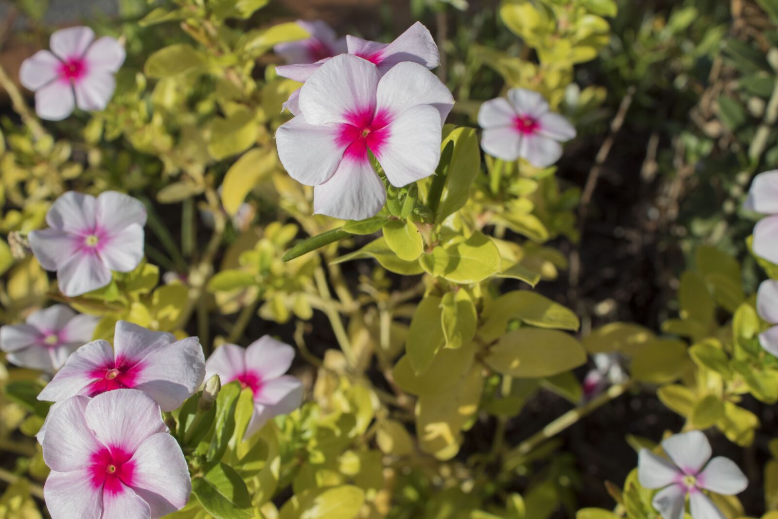 Canon EOS 1300D (EOS Rebel T6 / EOS Kiss X80) sample photo. Pink flower, floral, colors photography