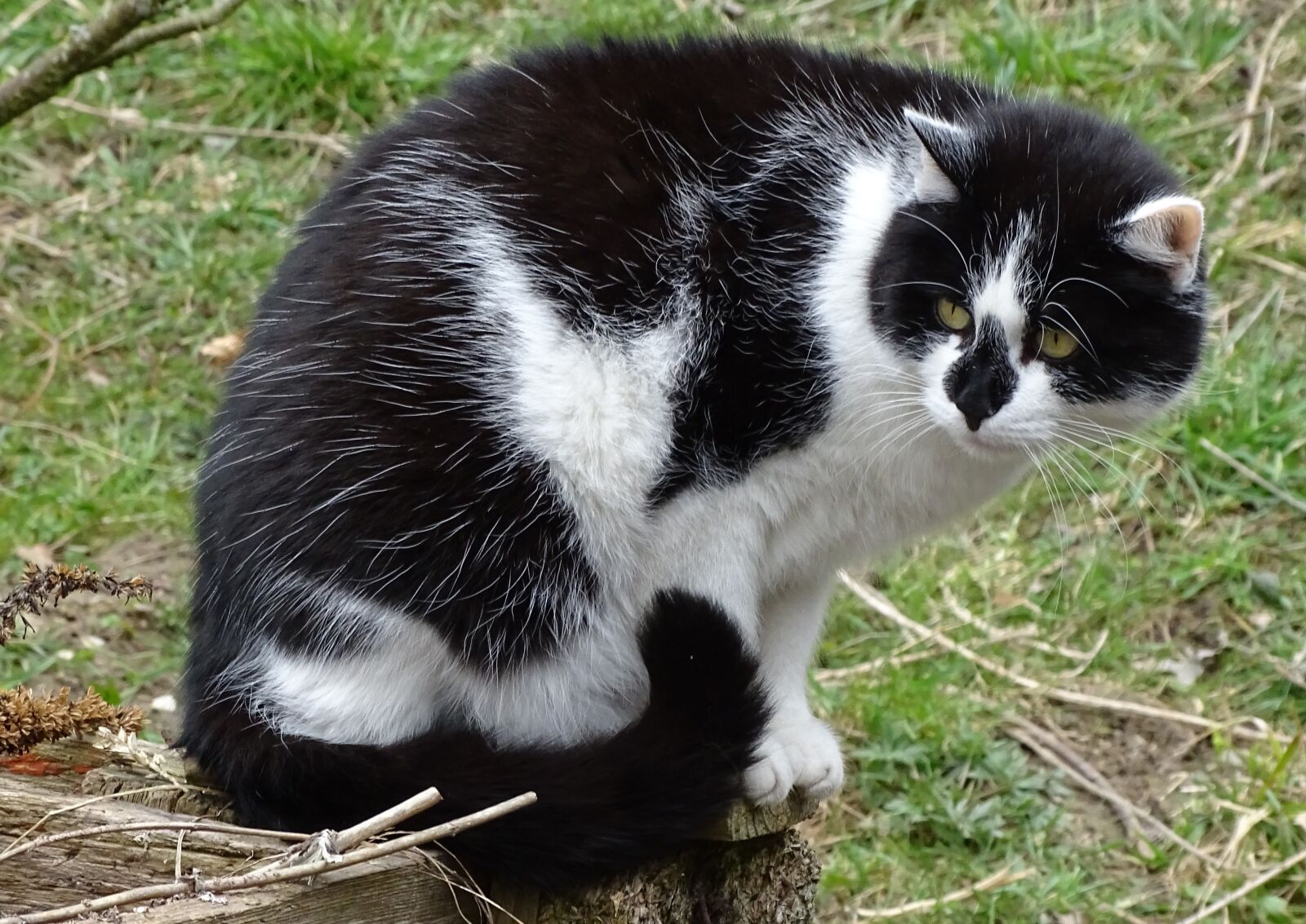 Sony Cyber-shot DSC-HX400V sample photo. Cat, domestic cat, pet photography