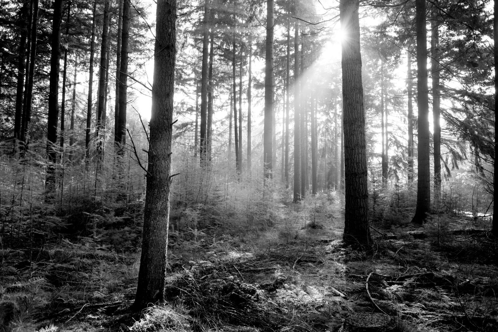 Nikon D610 sample photo. Forest, sun, green photography