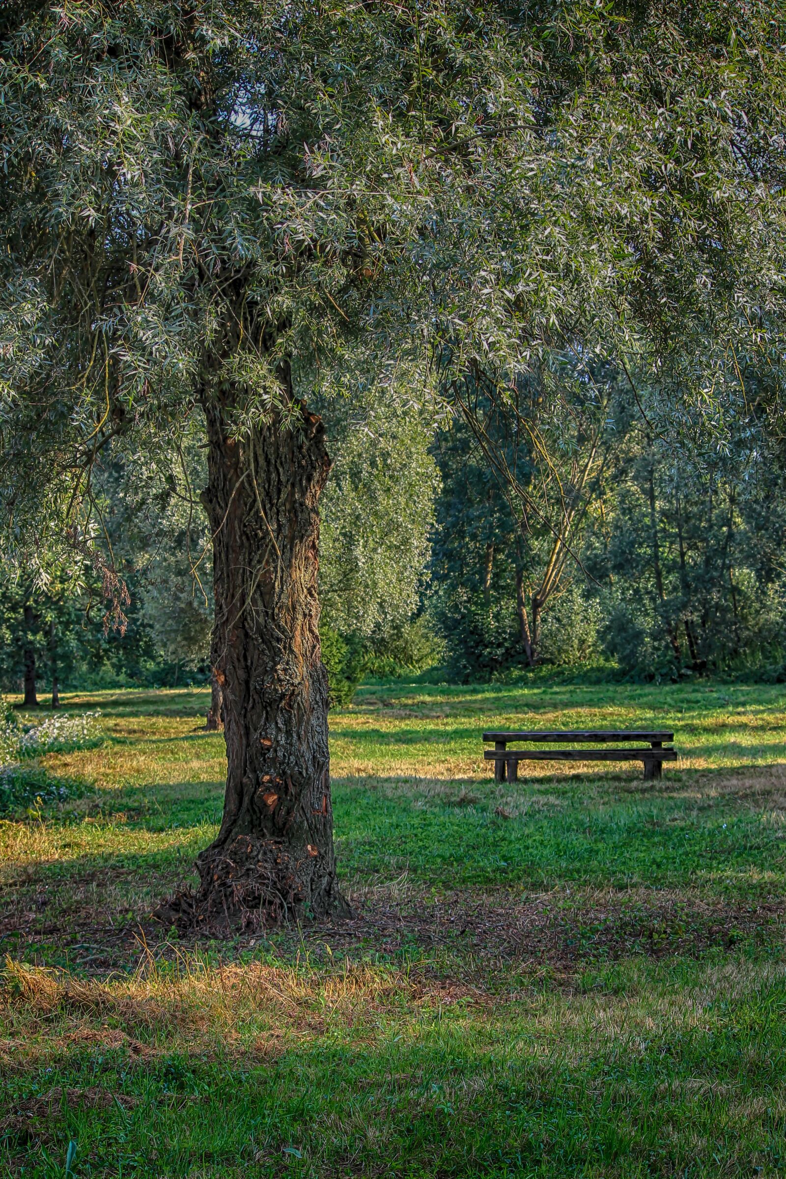 Canon EOS 1100D (EOS Rebel T3 / EOS Kiss X50) sample photo. Tree, bench, landscape photography
