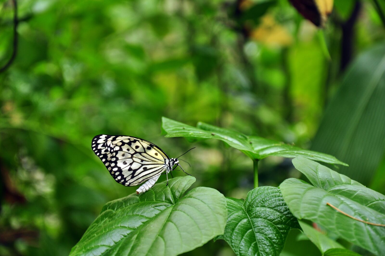 Nikon D90 sample photo. Butterfly, leaves, green photography