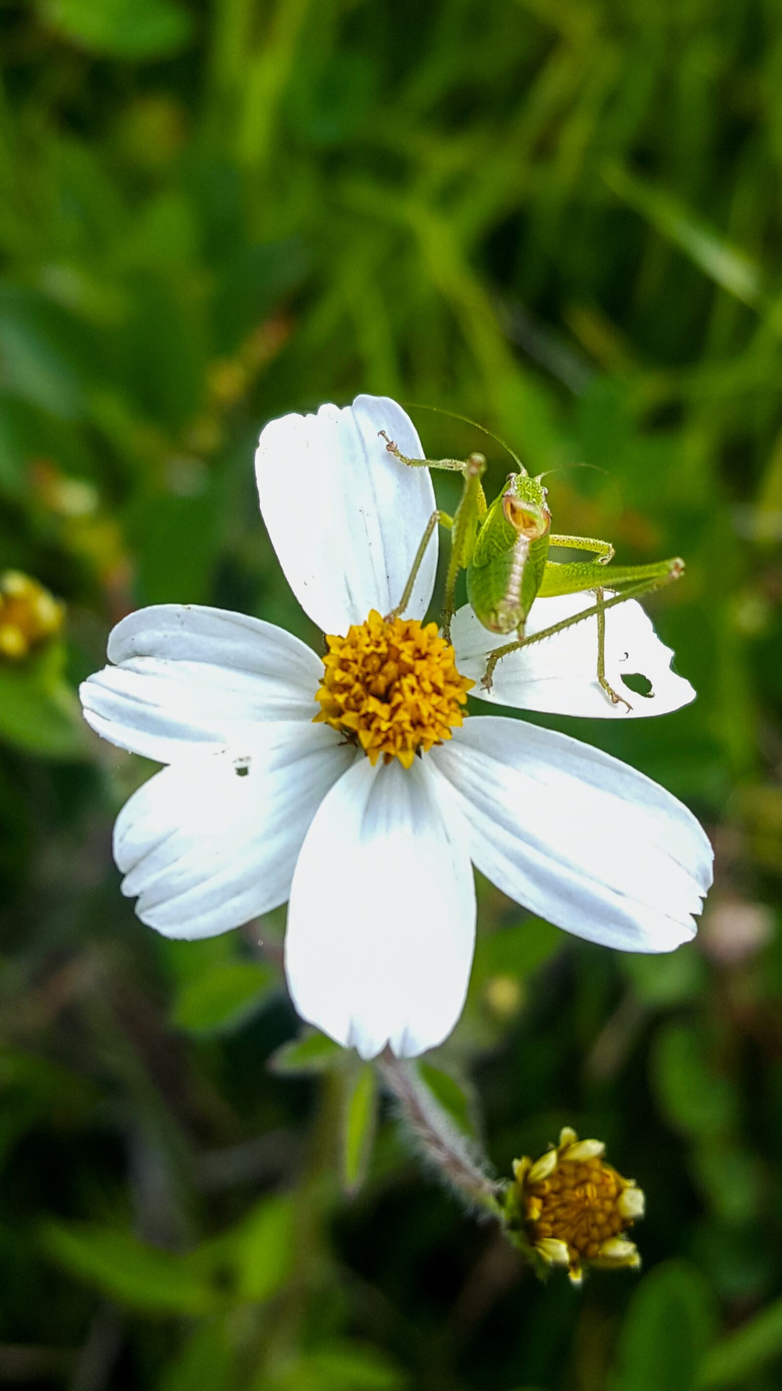 Samsung Galaxy S6 sample photo. Cricket, nature, flower photography