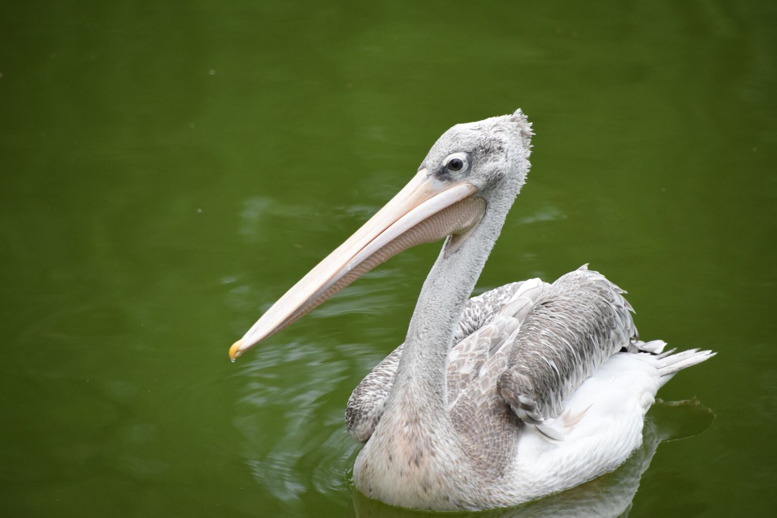 Nikon D7200 sample photo. Spoonbill, green water, the photography