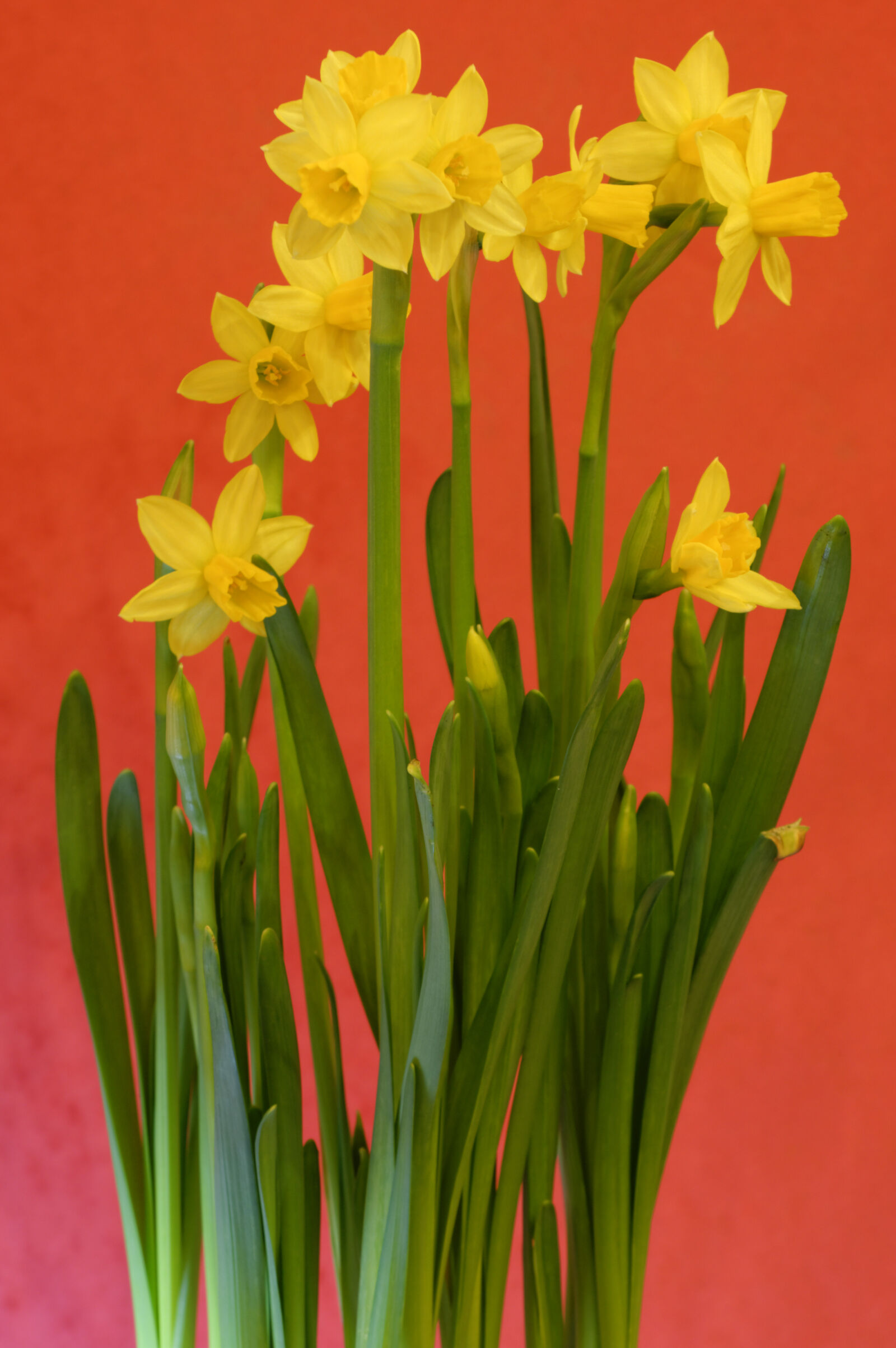Nikon D3200 sample photo. Flower, plant photography