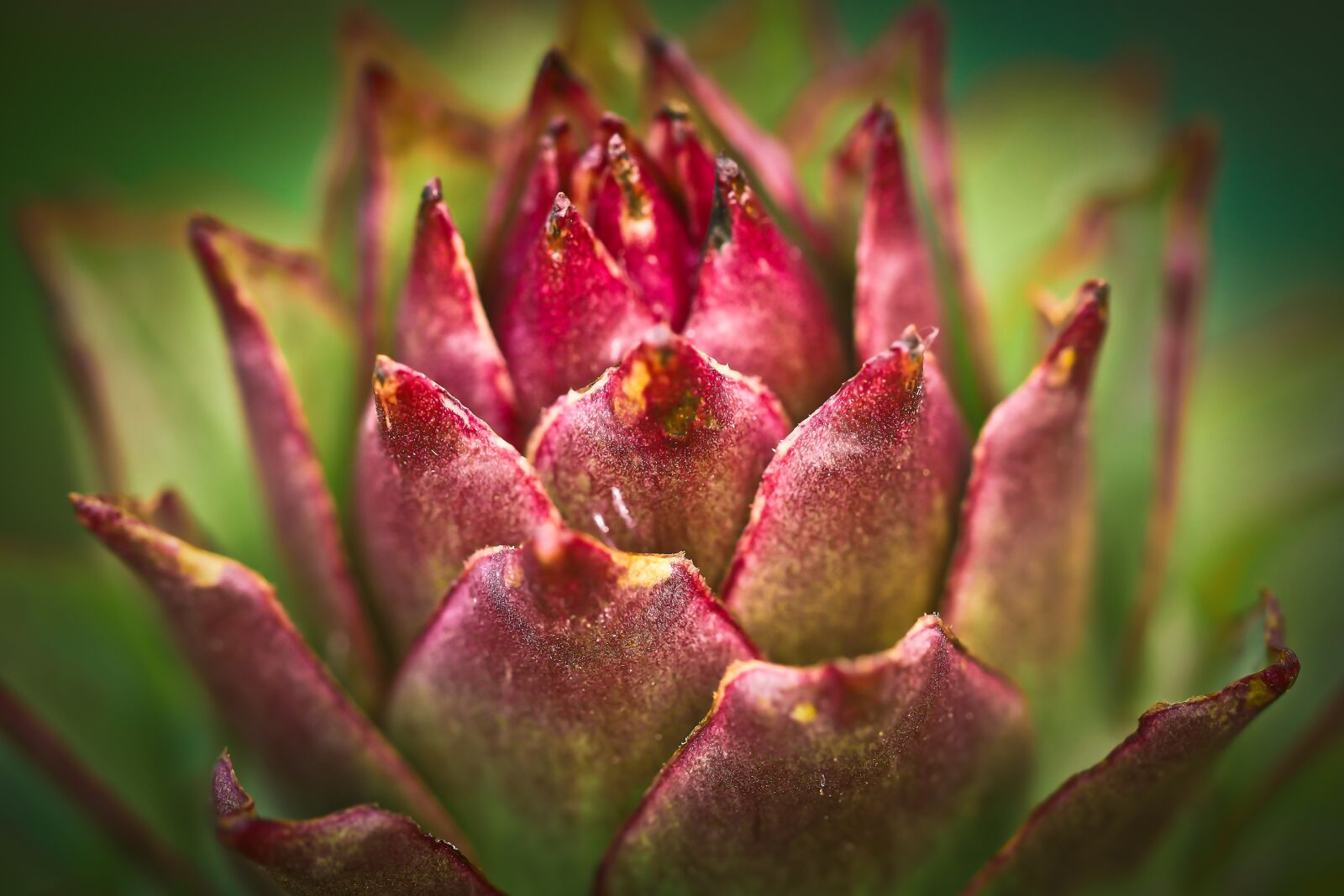 Olympus OM-D E-M10 sample photo. Houseleek, plant, ordinary house photography