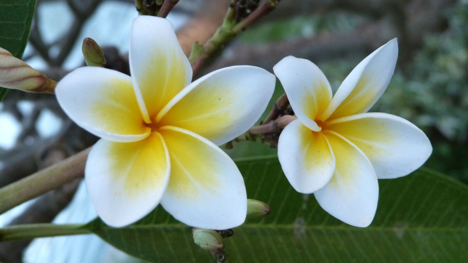 Panasonic Lumix DMC-FZ47 (Lumix DMC-FZ48) sample photo. Bali, flowers, frangipani photography