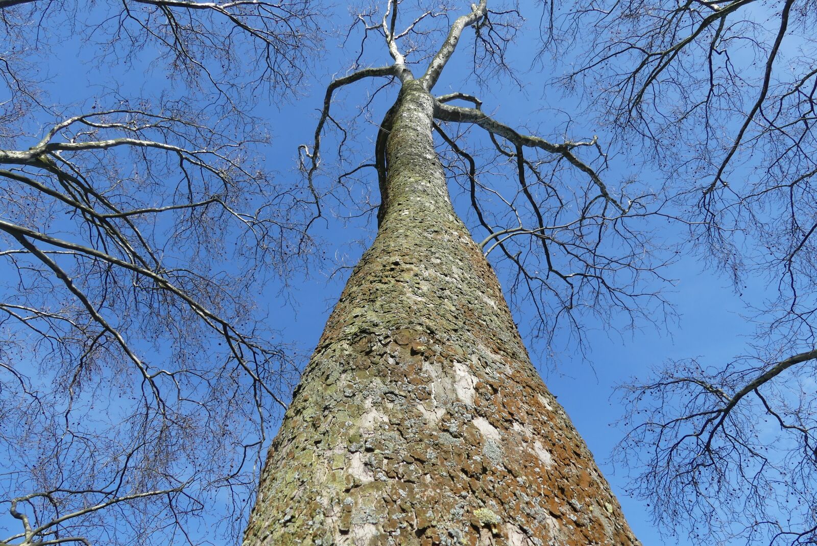 Panasonic Lumix DMC-FZ300 sample photo. Tree, winter, nature photography