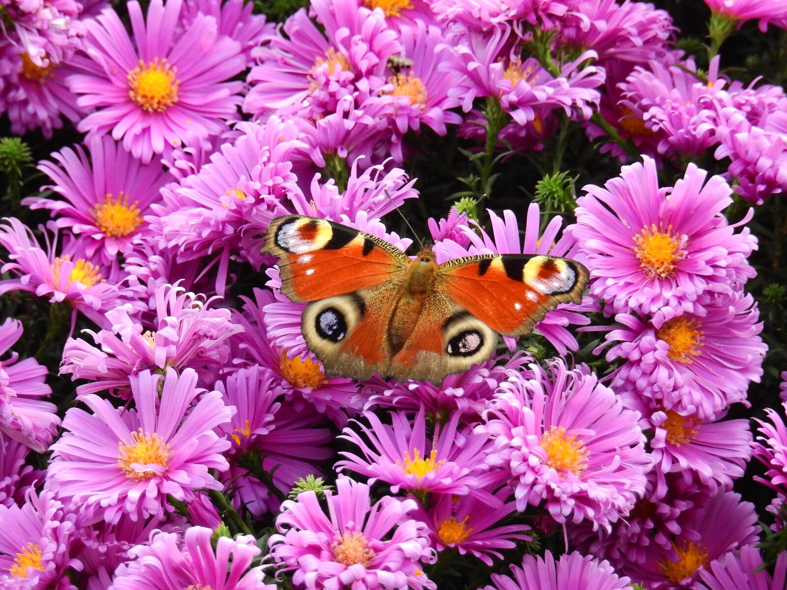Nikon Coolpix P900 sample photo. Flowers, purple, nature photography